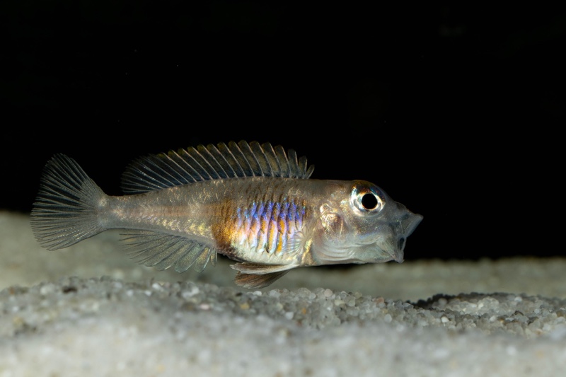 Lamprologus laparogramma 'Namansi'